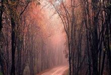 葡萄牙杯冠军有哪些独特之处？